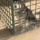 هاسكي للبيع