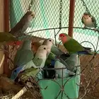 ازواج روز