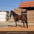 حصان حار