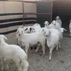 خرفان للبيع