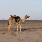 ركبي طوع شرط