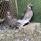 عشاق القلابي القطيفي