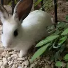 أرنب أليف صغير مع كامل مستلزماته