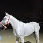 حصان عربي والبيع شعبي حار