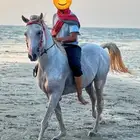 حصان واهو فاخر