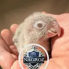 كنيور سينامون