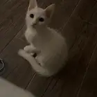 قطط