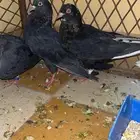 حمام قطايف