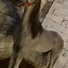مهر واهو لم يتم التسجيل