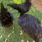 دجاج استرالوب