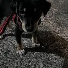 كلب للبيع عمره 3 شهور هجين جيرمن وروت وايلر