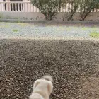 بسه   قطه للبيع