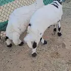 خروفين للبيع