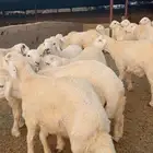 للبيع طليان اضاحي