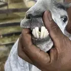 عنز دافع