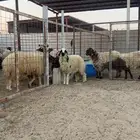 رخل نعيميه فل