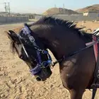حصان شعبي
