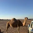 ناقه حمرا