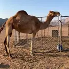 ناقه عومنيه