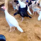 للبيع رومي