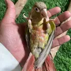 كنيور وليف فرخ ( تم البيع )