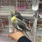 طيور كروان اليفه مره