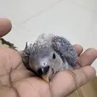 2 فرخ روز ازرق للبيع بصامطه