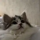 للتبني قط شيرازي صغير مجاني مع اغراضه 200