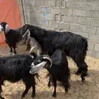 معزا