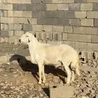 فحل حري ممتاز ع الشرط