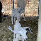 معزا خلفات