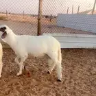 سواكن جبر وفاخر ومرابي 4شهور