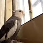 كروان اليف للبيع