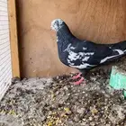 ذكر خرش طرق نمش قطايف