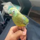 براكيت اليف