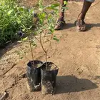 شتلات جملة الجمله