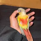 كنيورات للبيع