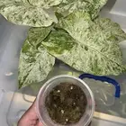 Alocasia macrorrhizos Camouflage بصيلات لنبات