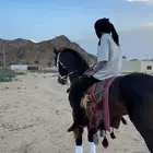 حصان واهو البيع شعبي