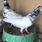 حمام باكستاني