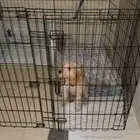 كلبة انثى قولدن دودل للبيع