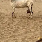 عنز بيشيه فاخره(تم البيع)
