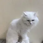 قط ذكر للتبني