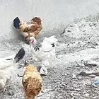 دجاج براهما بيور دم صافي عدد 2 ديك 11 دجاجه