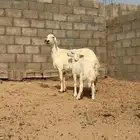 خلفه حريه صنف
