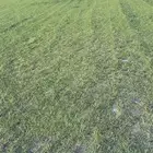 ثيل سي2000طبيعي