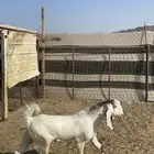 تيس ذبيحه طيب بالحيل( تم البيع )