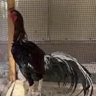 دجاج تايلندي