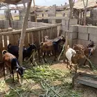 غنم دهم للبيع (تم البيع)