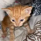 قطط تبني